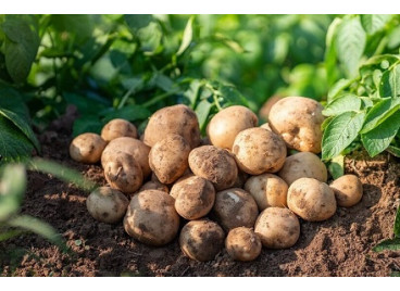 Перспективные сорта картофеля, которые можно начать выращивать в этом сезоне 2026 года Перспективные сорта картофеля, которые можно начать выращивать в этом сезоне 2026 года