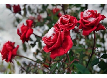 Как восстановить поврежденные кусты роз после зимы? Как восстановить поврежденные кусты роз после зимы?