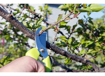 Обрезка деревьев: полезные советы от профессионалов Обрезка деревьев: полезные советы от профессионалов