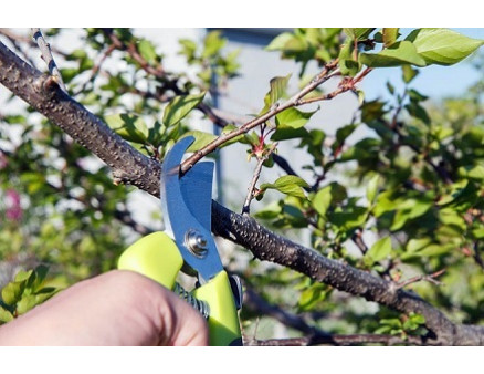 Обрізка дерев: корисні поради від професіоналів