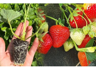 Саженцы клубники в кассетах. Какие сорта посадить в 2026 году? Саженцы клубники в кассетах. Какие сорта посадить в 2026 году?