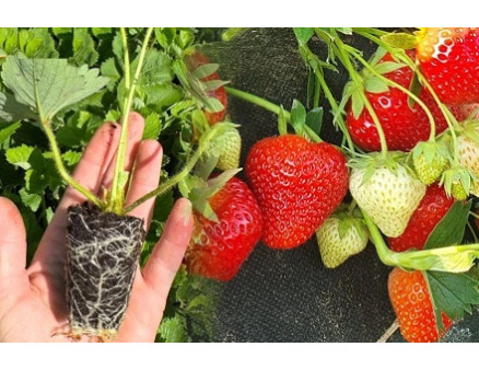 Саджанці полуниці у касетах. Які сорти посадити у 2026 році?