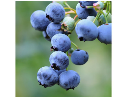 Саженцы голубики сорт Блюджей 5 летние, конт. 35 л