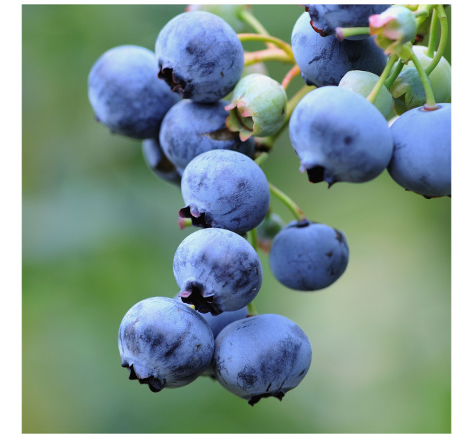 Саженцы голубики сорт Блюджей 5 летние, конт. 35 л