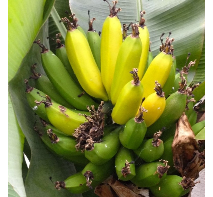 Саженцы банана сорт Киевский карлик h 5-10 см P8