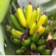 Саженцы банана сорт Киевский карлик h 5-10 см P8