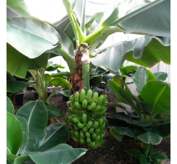 Саженцы банана сорт Киевский карлик h 5-10 см P8