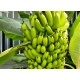Саженцы банана сорт Киевский карлик h 5-10 см P8