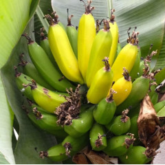Саженцы банана сорт Киевский карлик h 10-20 см P9