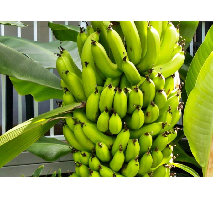 Саженцы банана сорт Киевский карлик h 10-20 см P9