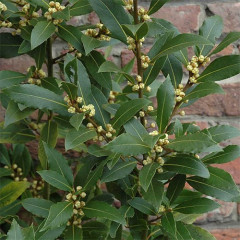 Саженцы лавра Благородного h 10-20 см P9