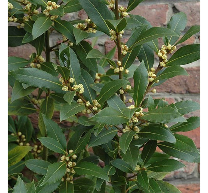 Саженцы лавра Благородного h 10-20 см P9