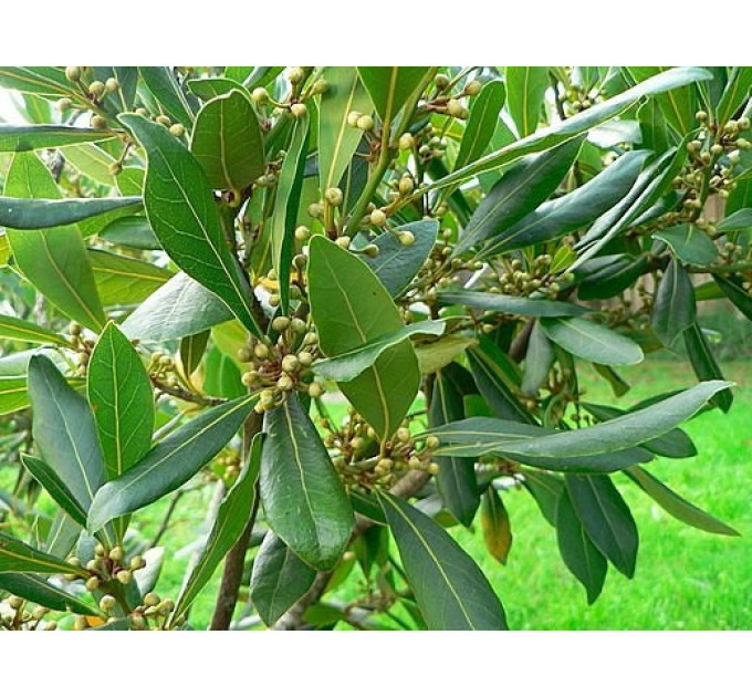 Саженцы лавра Благородного h 10-20 см P9