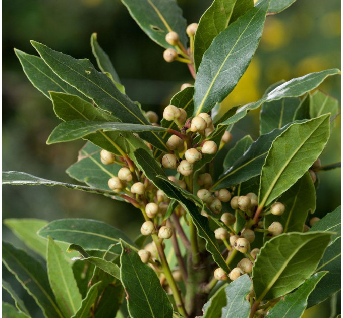 Саженцы лавра Благородного h 10-20 см P9