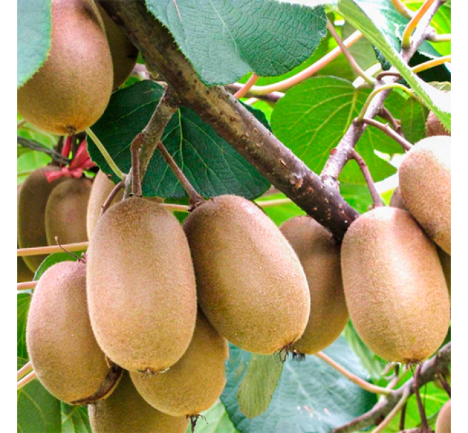 Саженцы киви сорт Монти, 2.5 летние 1.5 л