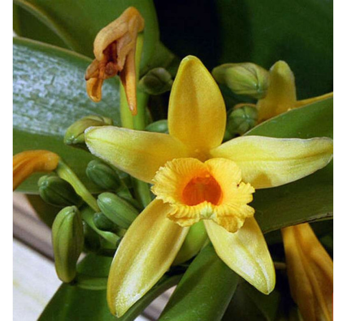 Саженцы ванили Плафония l 3-8 см, 2-5 узлов (листьев)