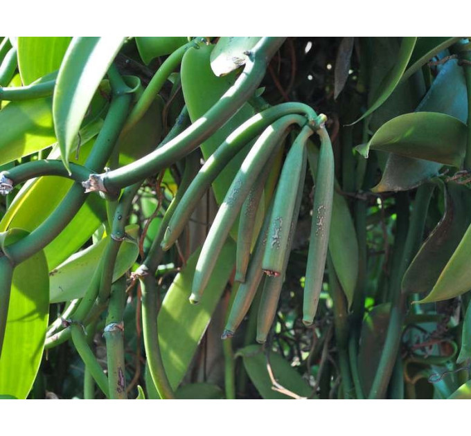 Саженцы ванили Плафония l 3-8 см, 2-5 узлов (листьев)