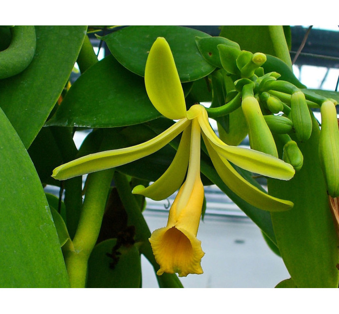 Саженцы ванили Плафония l 3-8 см, 2-5 узлов (листьев)