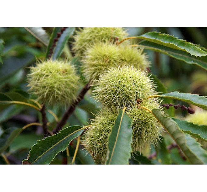 Саженцы каштана съедобного (castanea sativa) 1 летние, конт. P9