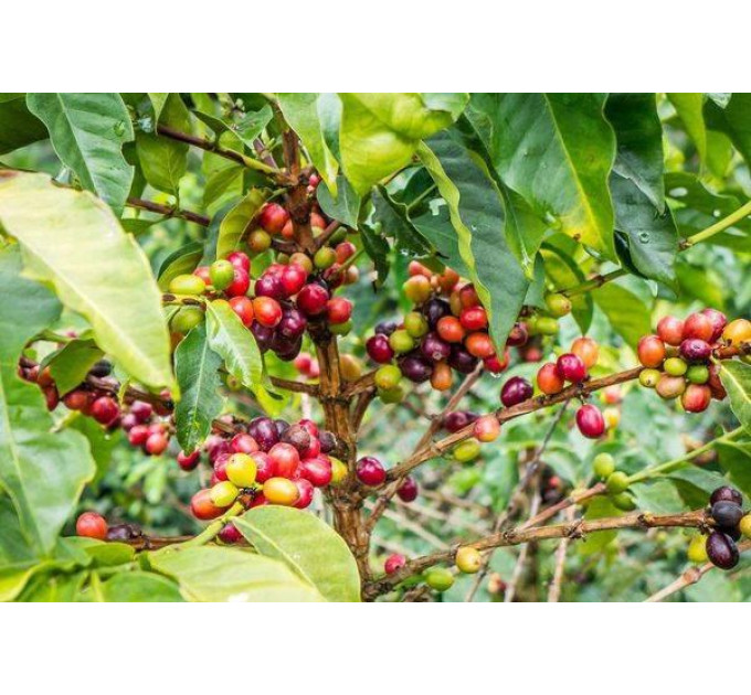 Саженцы кофе Арабика h 10-20 см P8