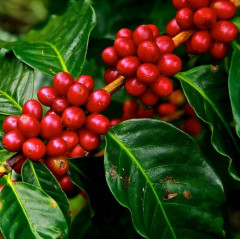 Саженцы кофе Арабика h 10-20 см P8