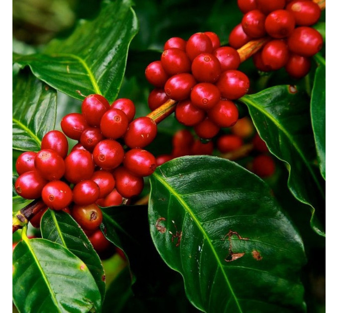 Саженцы кофе Арабика h 10-20 см P8