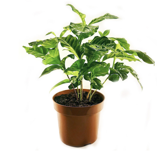 Саженцы кофе Арабика h 10-20 см P8