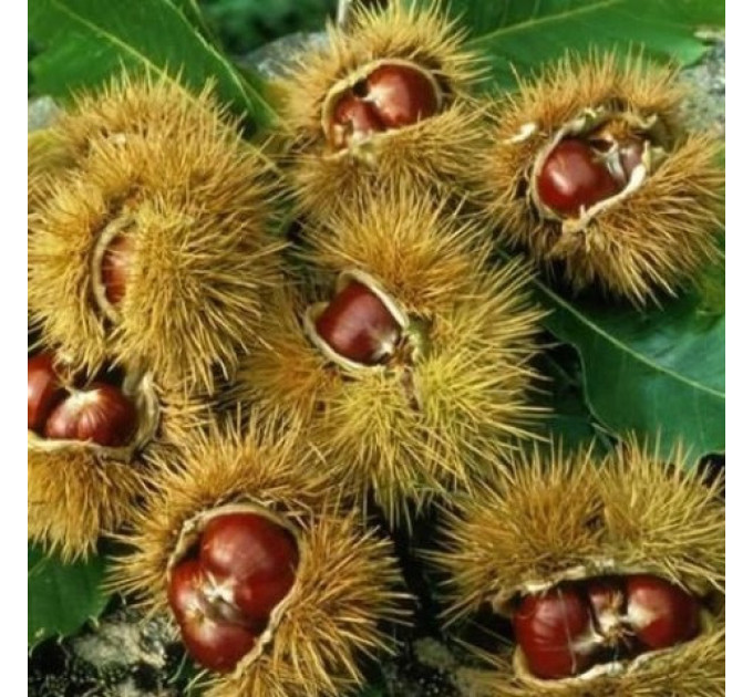 Саженцы каштана съедобного американского (castanea dentata) 1 летние, конт. P9