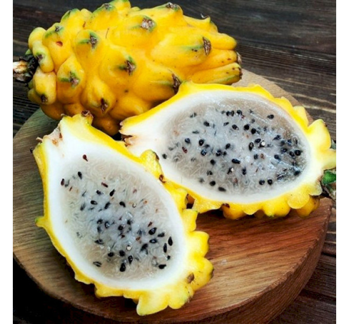 Саженцы питахайи желтой l 5-15 см P8