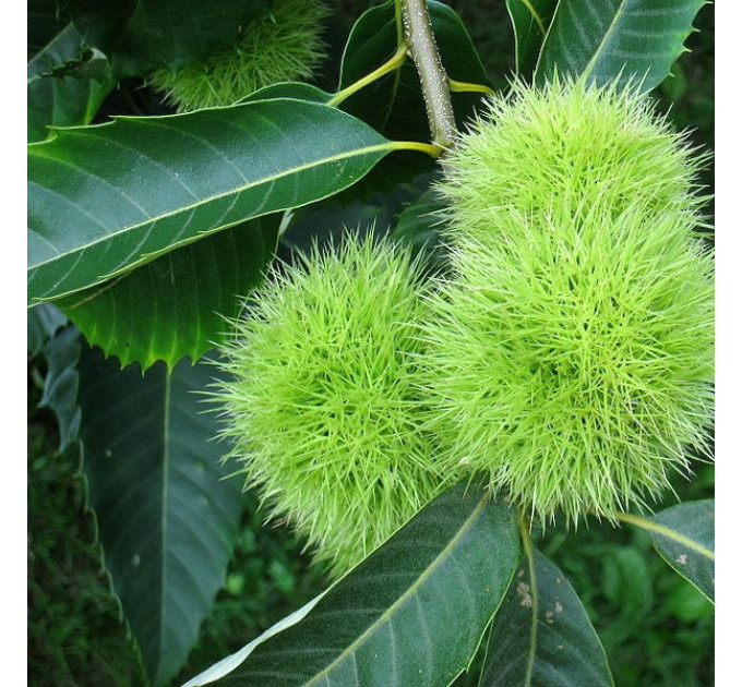 Саджанці каштану їстівного Castanea sativa 2 річні, конт. 2 л