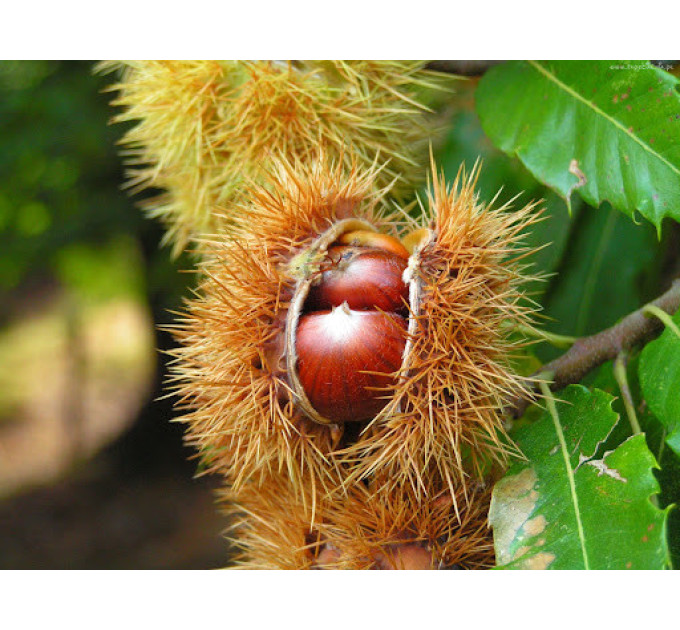 Саджанці каштану їстівного Castanea sativa 2 річні, конт. 2 л