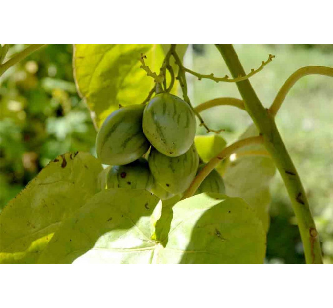 Саженцы тамарилло h 10-50 см P8