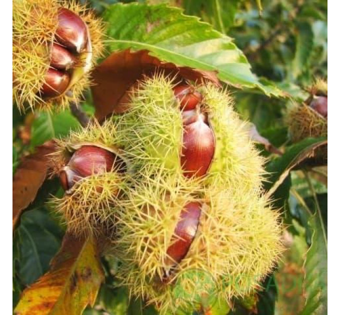 Саженцы каштана съедобного американского сорт Castanea dentata 2 летние, конт. 2 л