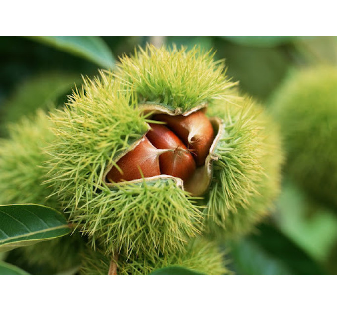 Саженцы каштана съедобного американского сорт Castanea dentata 2 летние, конт. 2 л