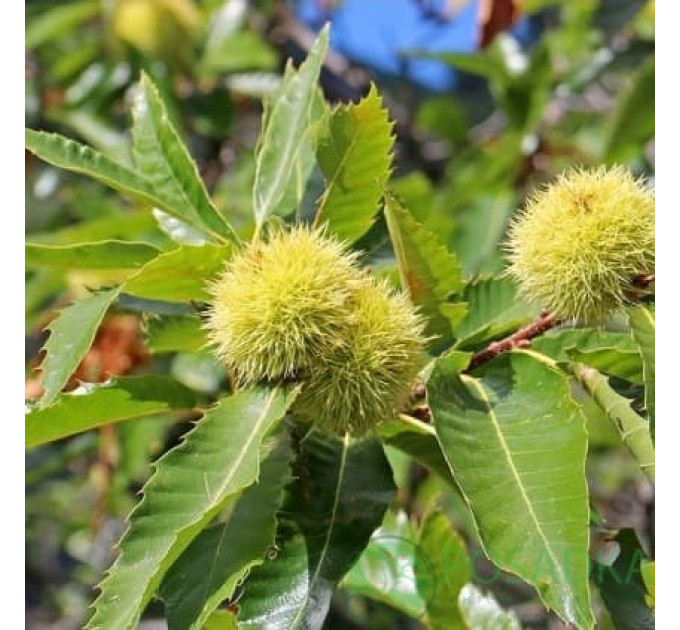 Саженцы каштана съедобного американского сорт Castanea dentata 2 летние, конт. 2 л
