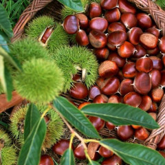 Саженцы каштана съедобного американского сорт Castanea dentata 2 летние, конт. 2 л