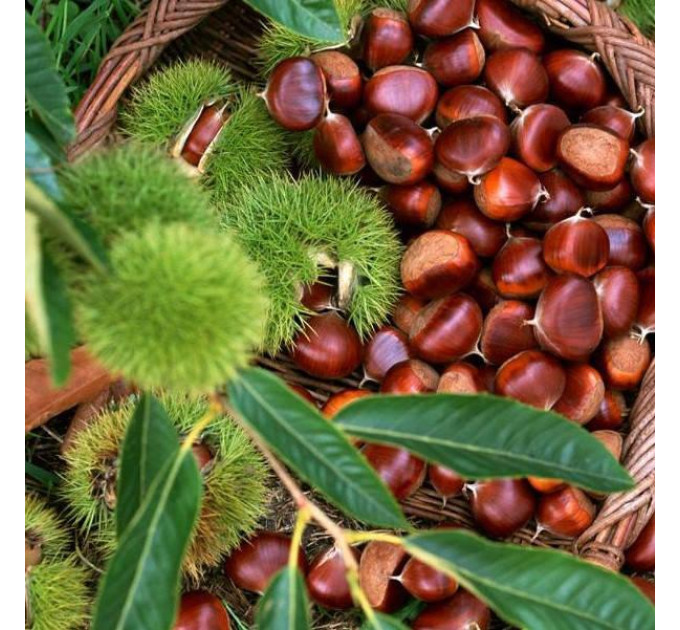 Саженцы каштана съедобного американского сорт Castanea dentata 2 летние, конт. 2 л