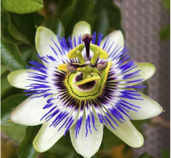 Саженцы пассифлоры сорт Кавалерийская звезда h 15-50 см P8