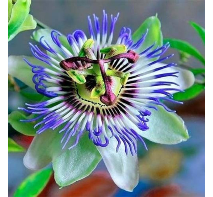 Саженцы пассифлоры сорт Кавалерийская звезда h 15-50 см P8