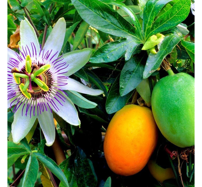 Саженцы пассифлоры сорт Кавалерийская звезда h 15-50 см P8
