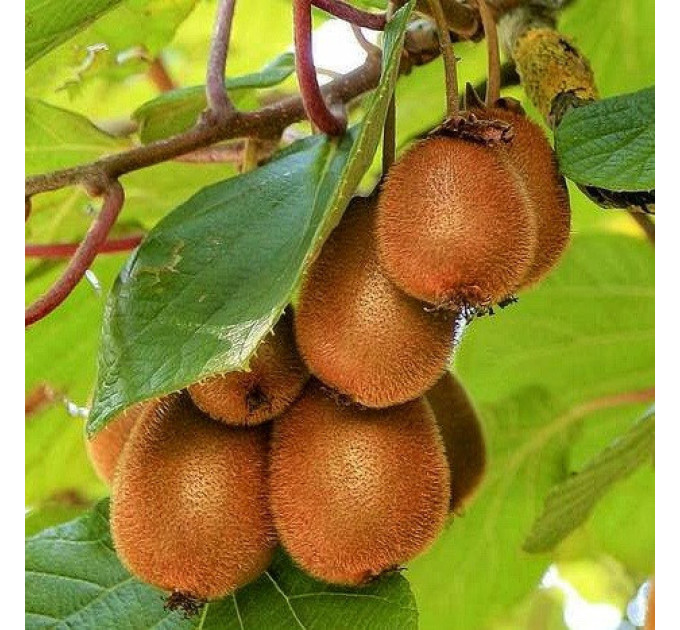 Саженцы киви сорт Аллисон 1 летние, конт. 1 л