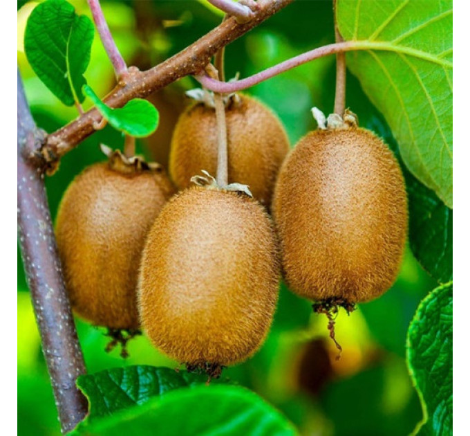 Саженцы киви сорт Аллисон 1 летние, конт. 1 л