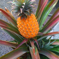 Саженцы ананаса сорт Виктория h 10-20 см P8