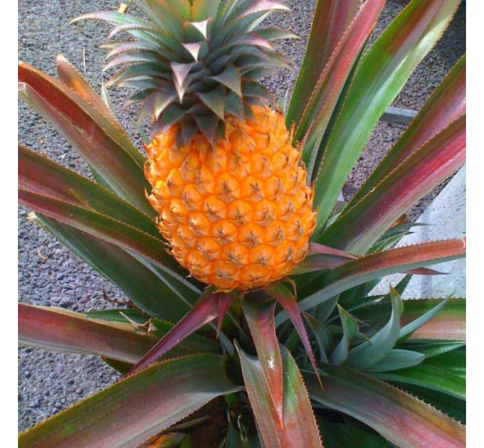 Саженцы ананаса сорт Виктория h 10-20 см P8