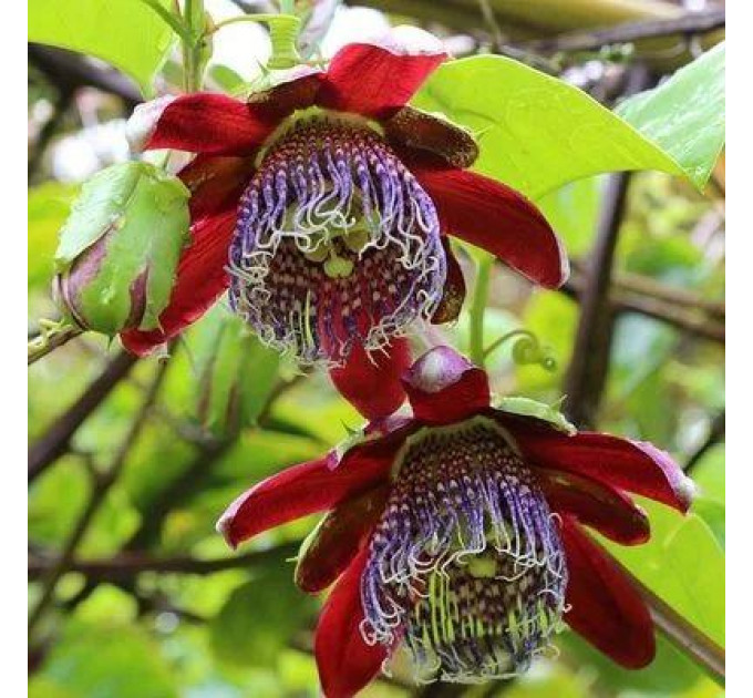 Саженцы пассифлоры сорт Алата h 15-50 см P8