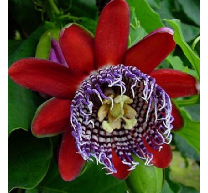 Саженцы пассифлоры сорт Алата h 15-50 см P8