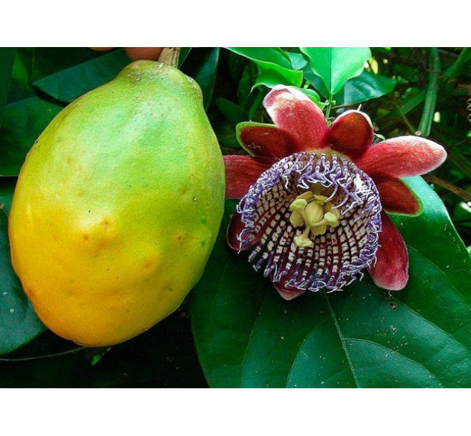 Саженцы пассифлоры сорт Алата h 15-50 см P8