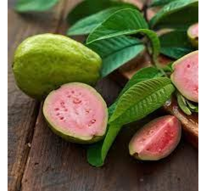 Саженцы гуайявы обыкновенной h 10-20 см P8