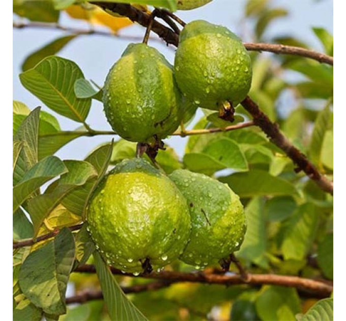 Саженцы гуайявы обыкновенной h 10-20 см P8