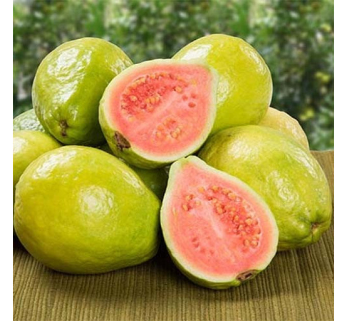 Саженцы гуайявы обыкновенной h 10-20 см P8